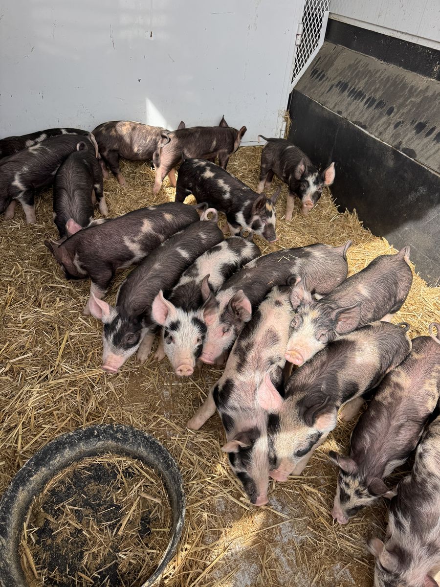 Feeder Pigs