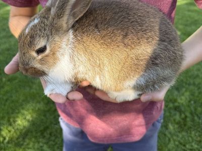 Adorable Rabbits - Young, Friendly, Ready for New Homes