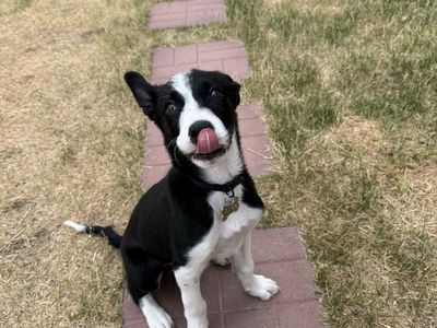 Border Collie Puppy
