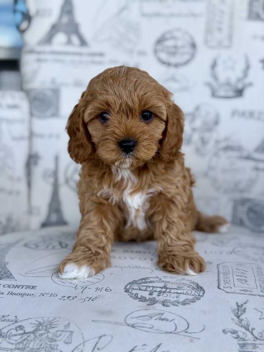 Meet Maverik (Mav) – Adventure Buddy by Day, Cuddle Bug by Night