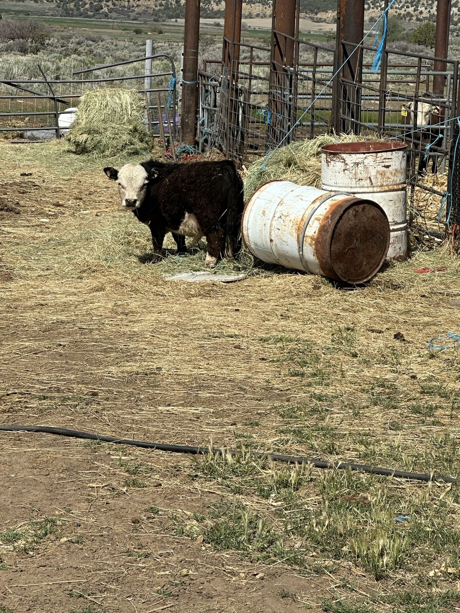 Micro mini bull calf