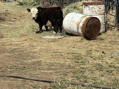 Micro mini bull calf