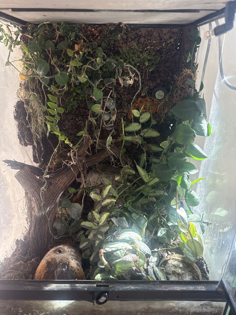 vivarium for sale or trade