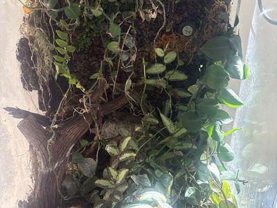vivarium for sale or trade