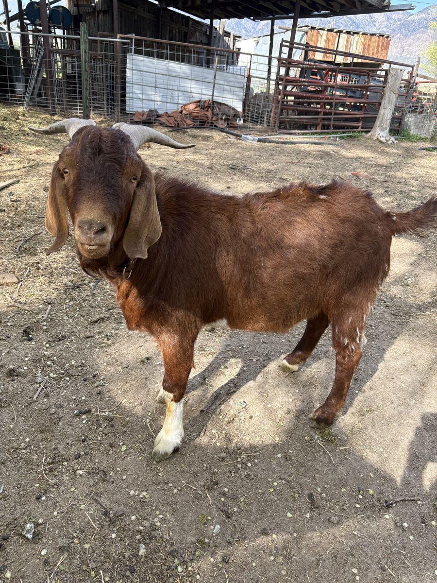 Proven Boer Buck – Ready to Breed