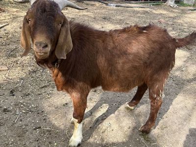 Proven Boer Buck – Ready to Breed