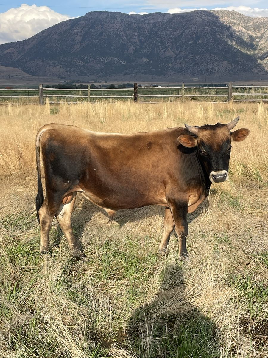 Yearling jersey bull