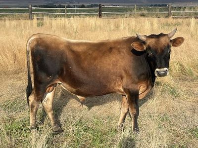 Yearling jersey bull