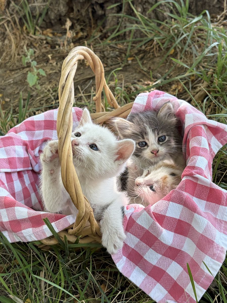 Free Kittens 