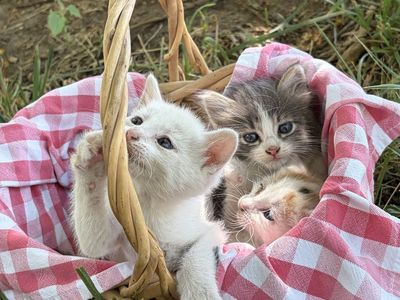 Free Kittens