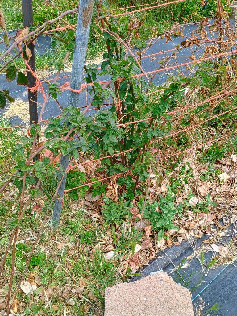 Thornless BlackBerry plants. Bare root.