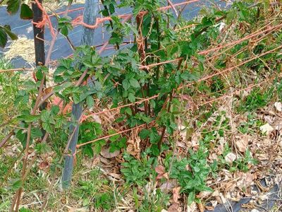 Thornless BlackBerry plants. Bare root.
