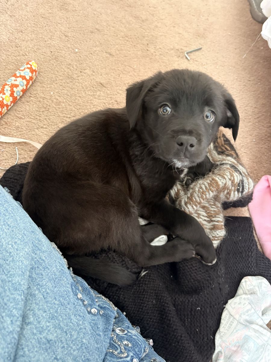 Black Labrador/Australian Shepherd