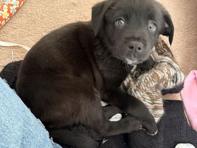 Black Labrador/Australian Shepherd