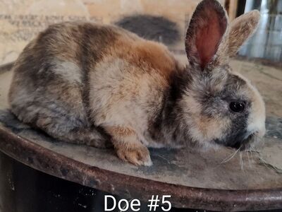 Breeding Rabbit Trios - Rex bunny