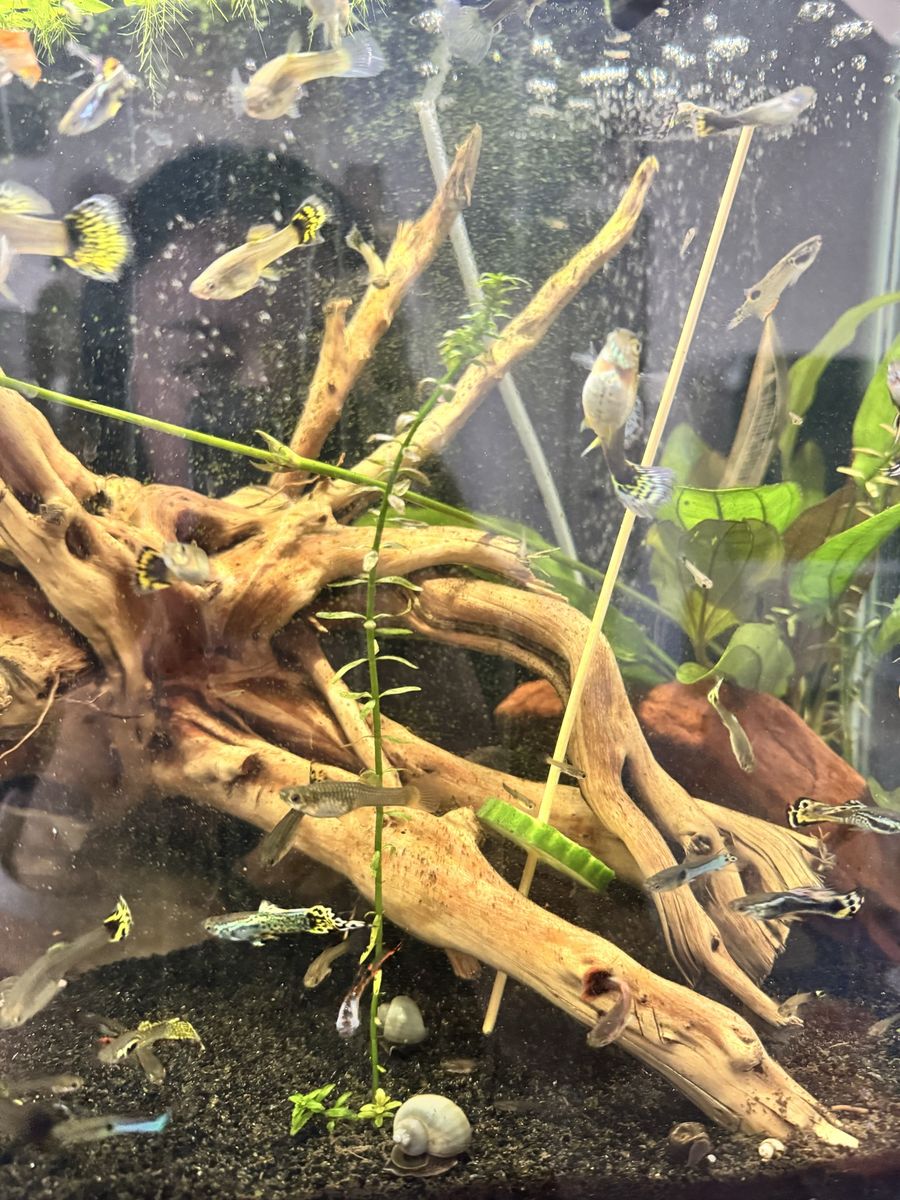 Live Guppy Fish - Assorted Colors & Sizes, Freshwater Aquarium Fish