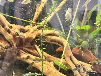 Live Guppy Fish - Assorted Colors & Sizes, Freshwater Aquarium Fish