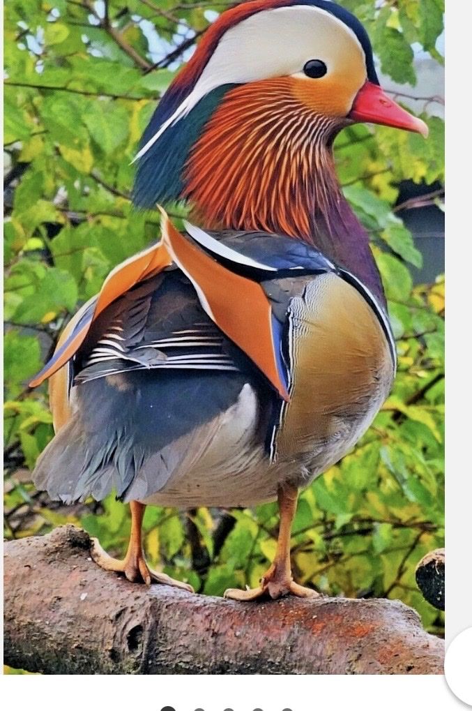 Mandarin Ducks