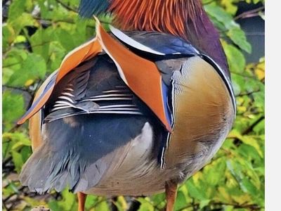 Mandarin Ducks