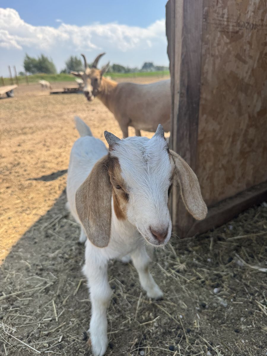 Boer cross goat kids