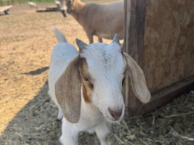 Boer cross goat kids