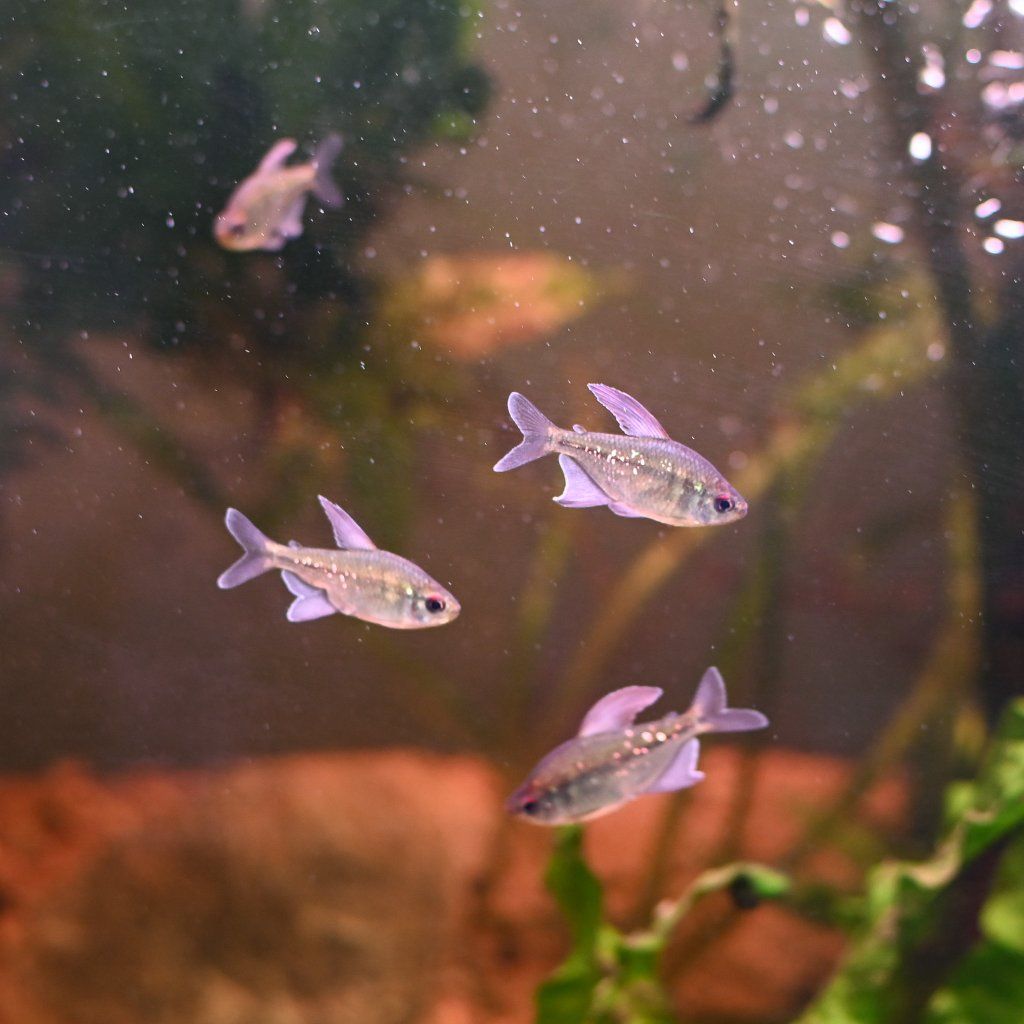 8 Diamond Tetras