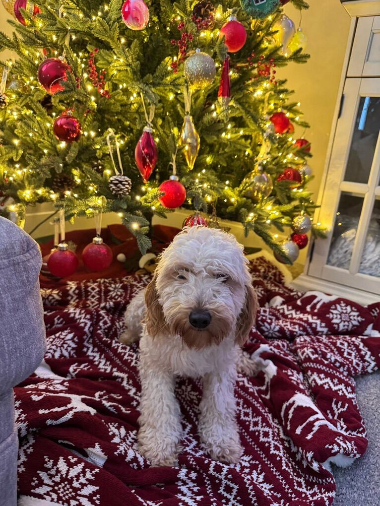 Loving Dog In Search Of New Home