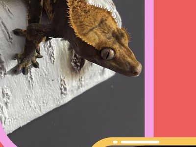 Crested gecko