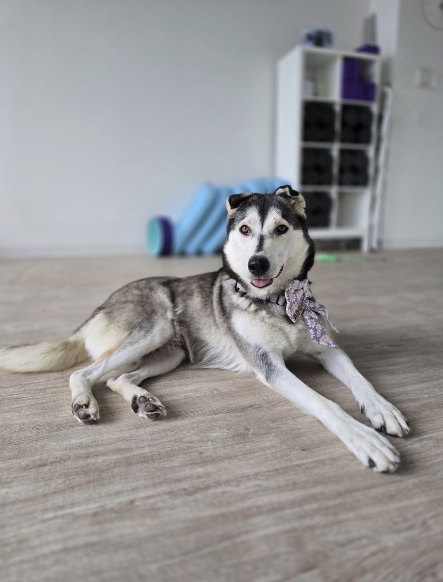 Adopt Meadow