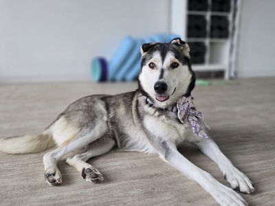 Adopt Meadow