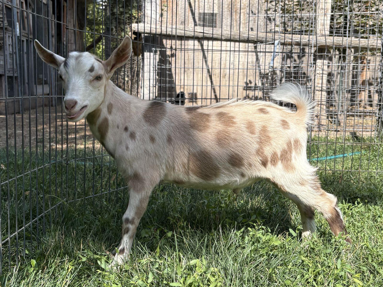 Nigerian dwarf buckling