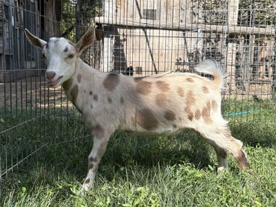 Nigerian dwarf buckling