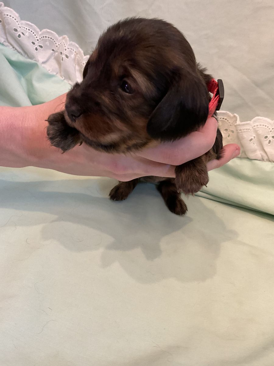 AKC LONG HAIR Female miniature dachshund