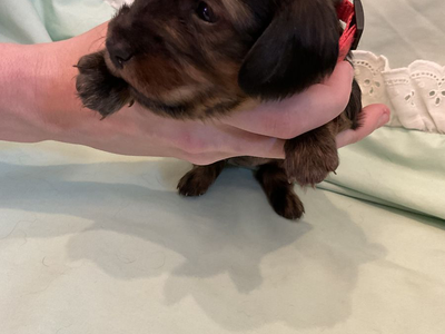 AKC LONG HAIR Female miniature dachshund
