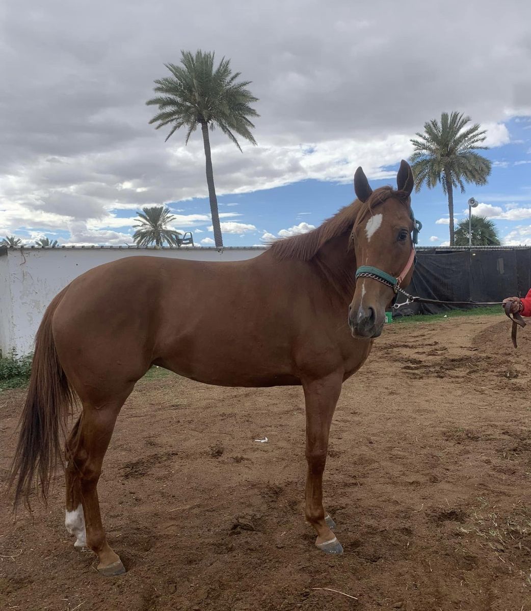 Thoroughbred mare