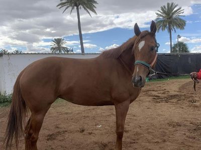 Thoroughbred mare
