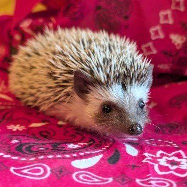 Baby Female Hedgehog " Minnie Mouse"