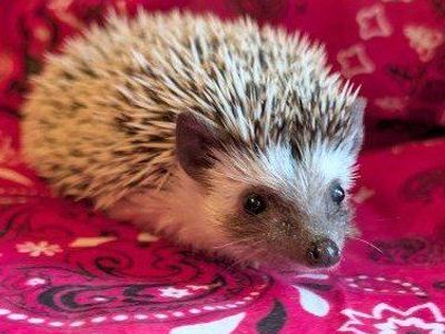 Baby Female Hedgehog " Minnie Mouse"