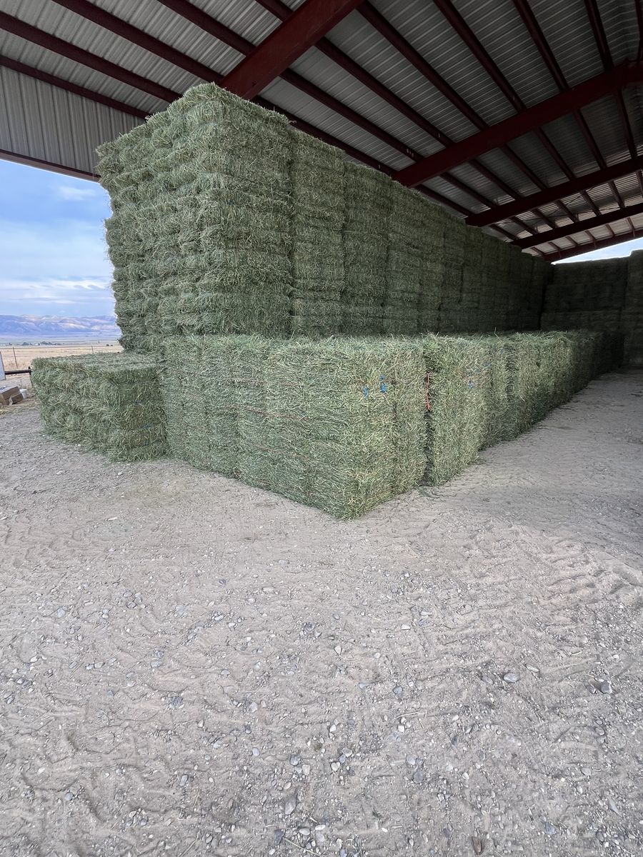 Alfalfa Hay Bundles