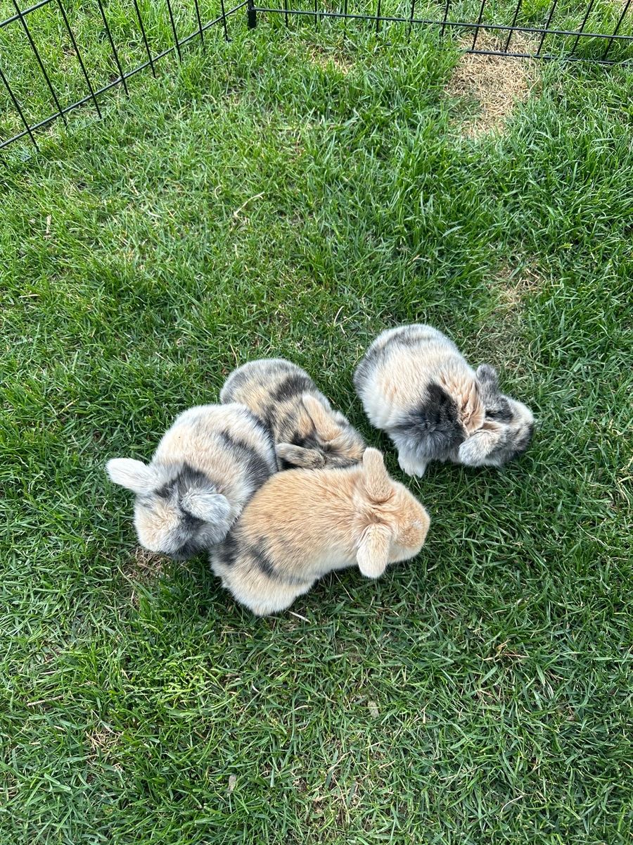 Purebred Holland Lop