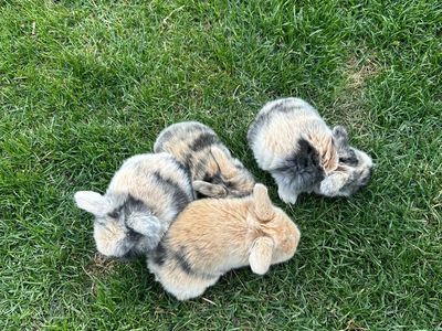 Purebred Holland Lop
