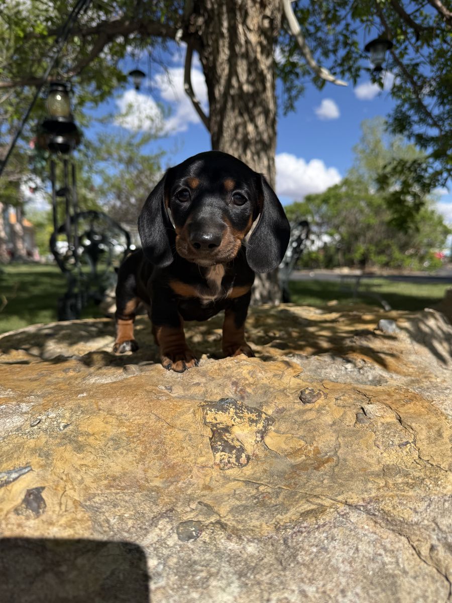 AKC Dachshund Male Puppy