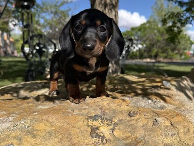 AKC Dachshund Male Puppy