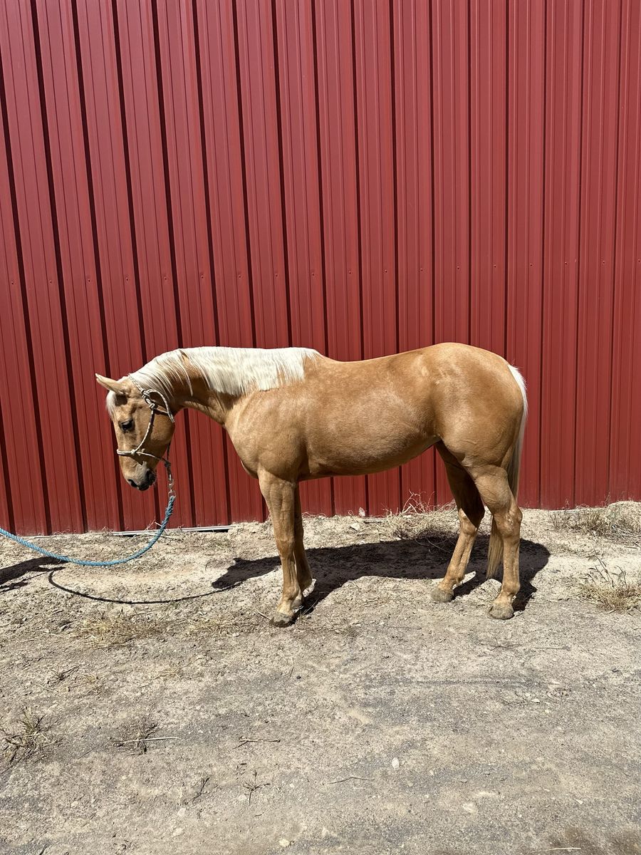 Truly Special 5yr old Registered Palomino Mare