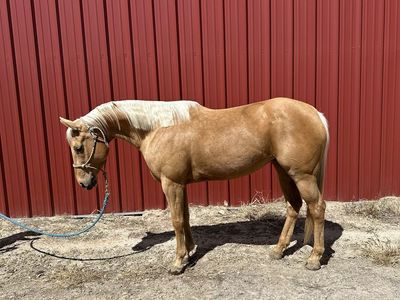 Truly Special 5yr old Registered Palomino Mare