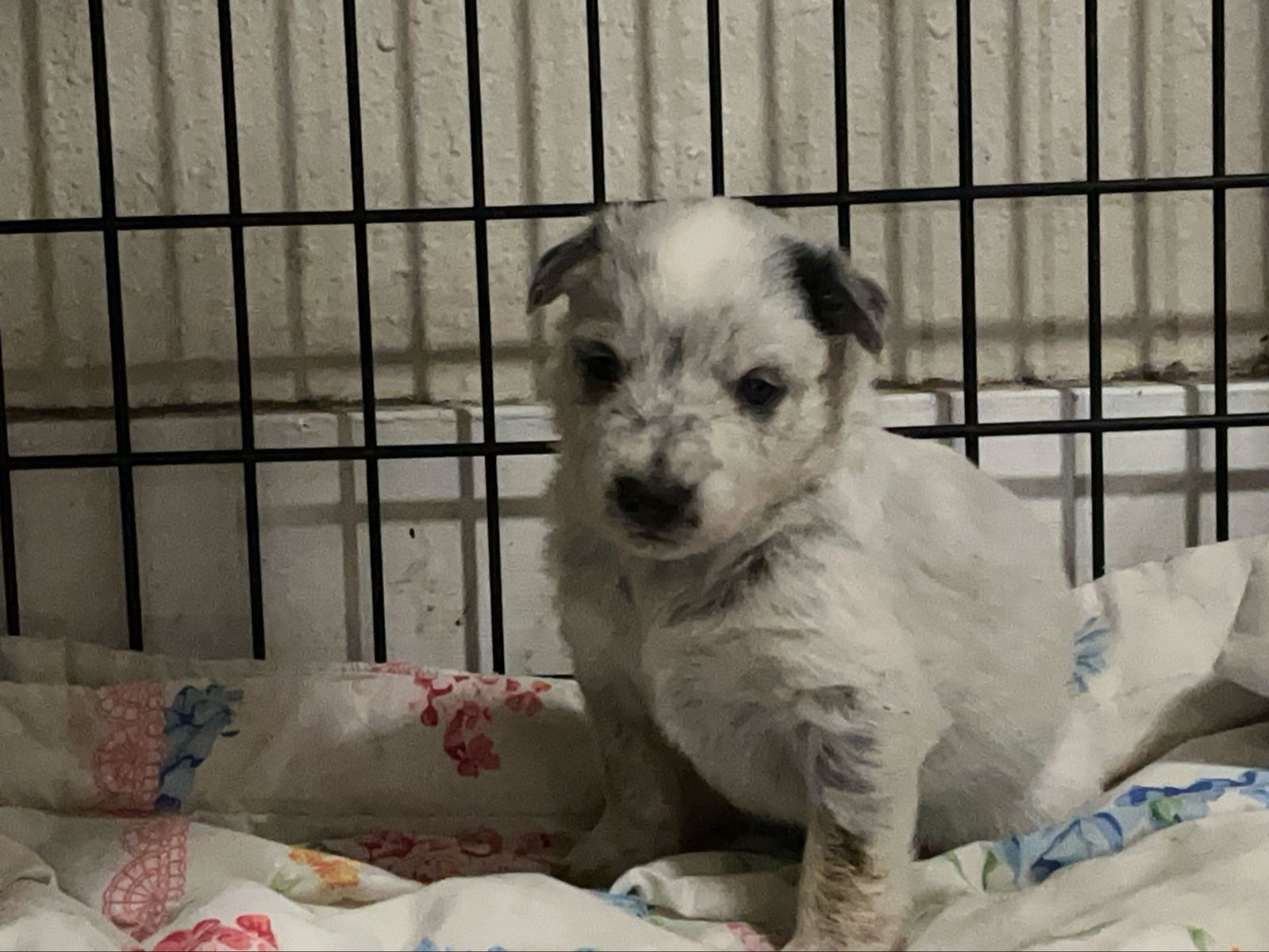 TAKING DEPOSITS!! Family or working Bluey/Bingo dogs!!