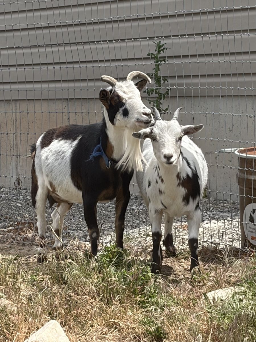 Pair of Domestic Goats - Adult and Kid