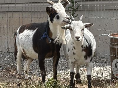 Pair of Domestic Goats - Adult and Kid