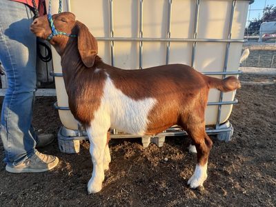 Boer Wethers