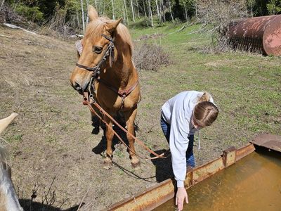 Palomino Grade Horse Gelding - Trail Ready, Excellent Temperament